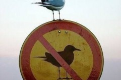 seagull-on-sign